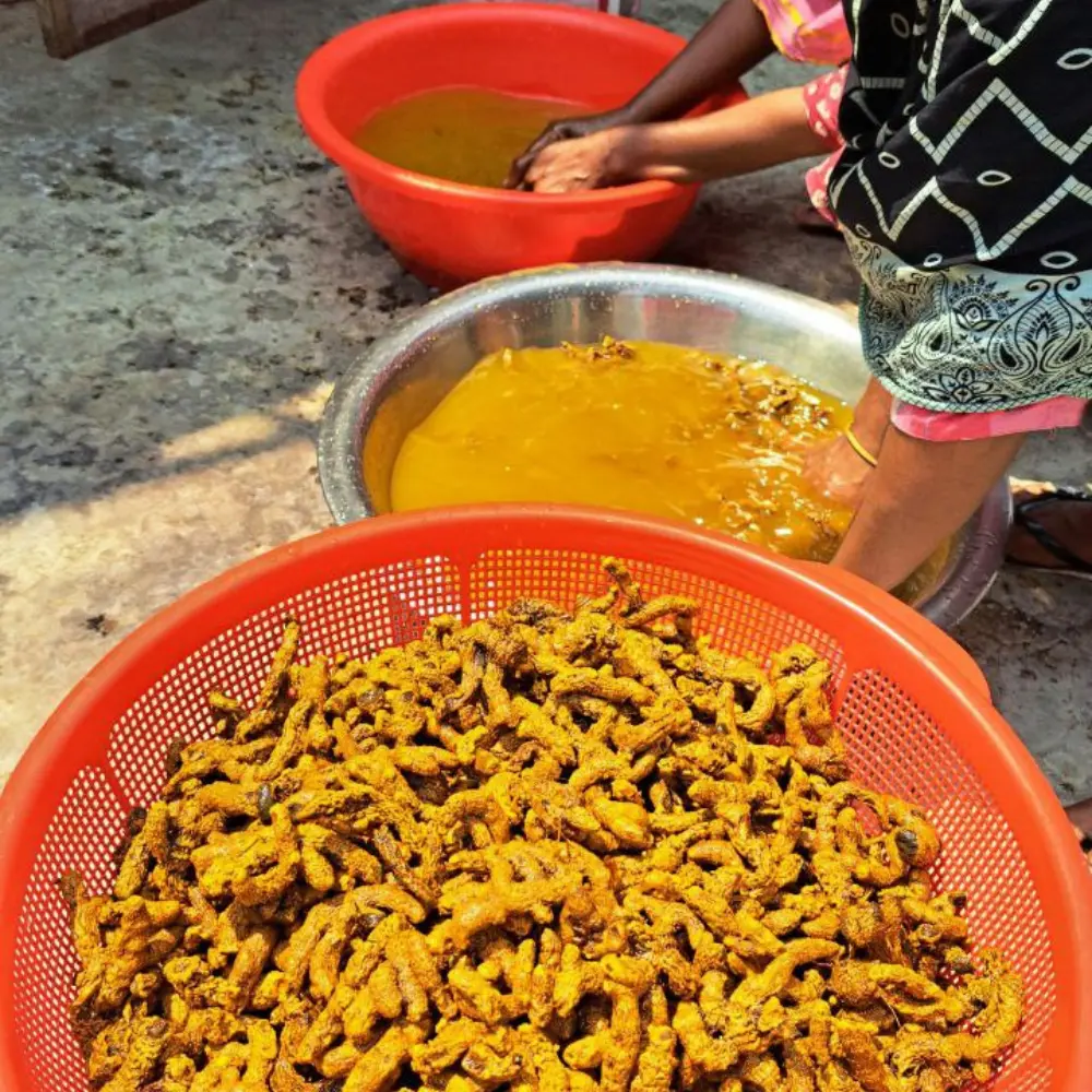 পাহাড়ি হলুদ হাতে ধুয়ে পরিষ্কার করা হচ্ছে rangaghorbd